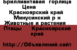 Бриллиантавая  горлица › Цена ­ 1 500 - Красноярский край, Минусинский р-н Животные и растения » Птицы   . Красноярский край